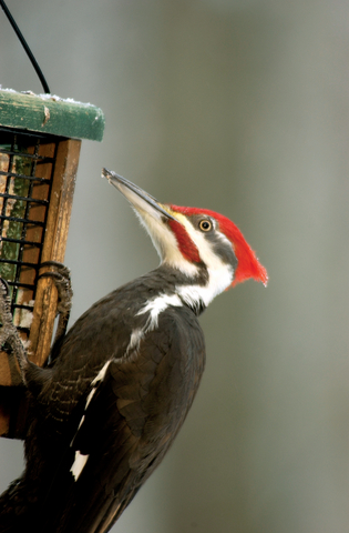Fun Facts about Woodpeckers
