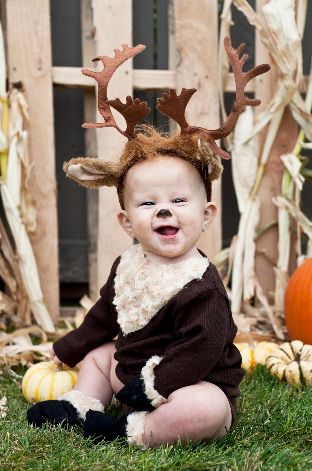 bearded-dragon-halloween-costumes-petsmart7