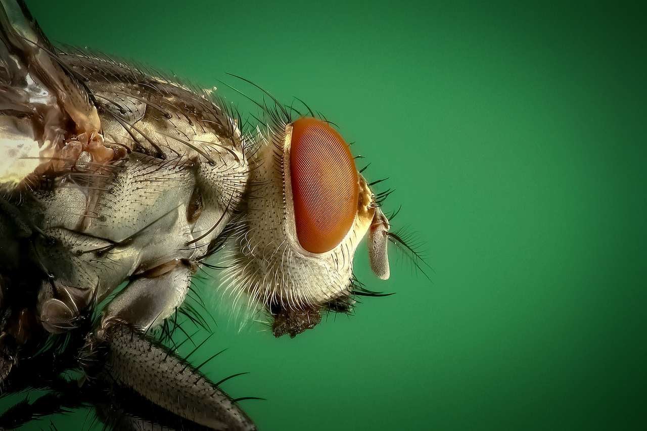 Pendekti Aroma dan Penciuman