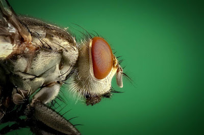  Ciri  ciri  Serangga Mengenal 13 Bentuk Antena Serangga 