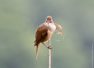 Дроздовидная камышевка. Great Reed Warbler. Acrocephalus arundinaceus