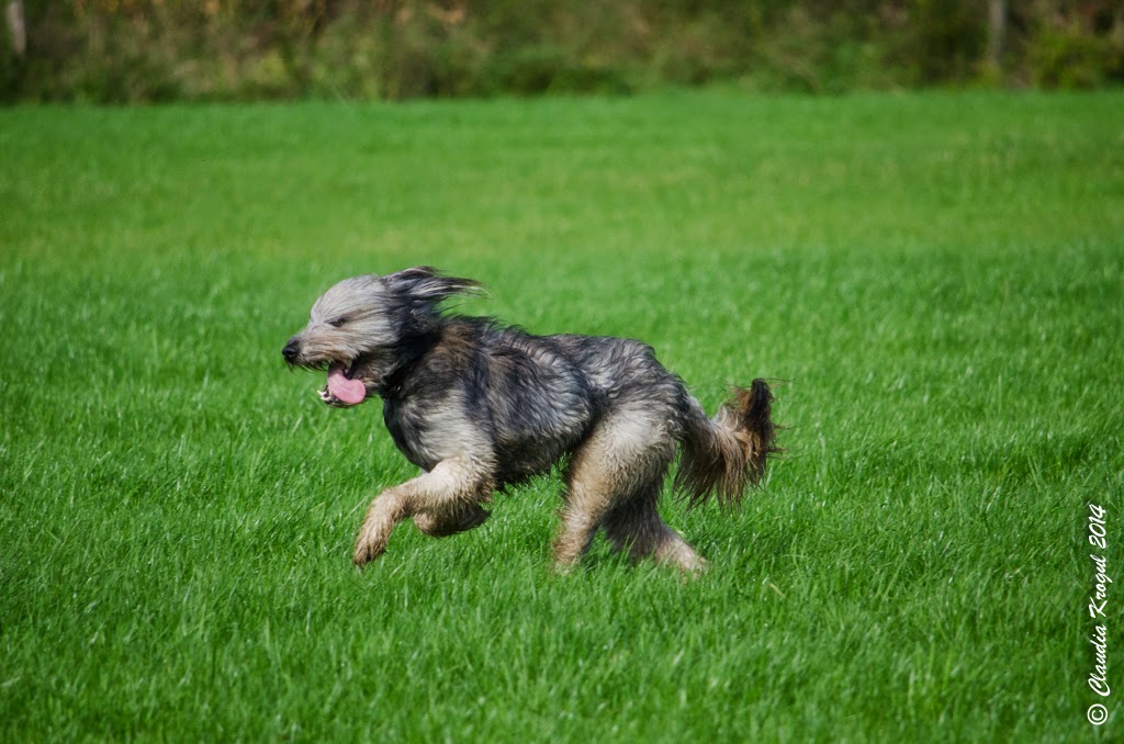 dickydackelblog Fremde Hunde beim Spielen fotografiert