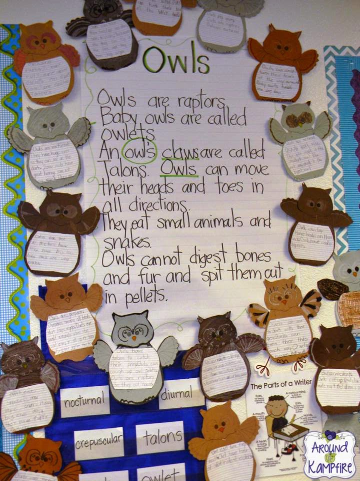 Owl facts anchor chart with a focus on plurals vs. contractions.