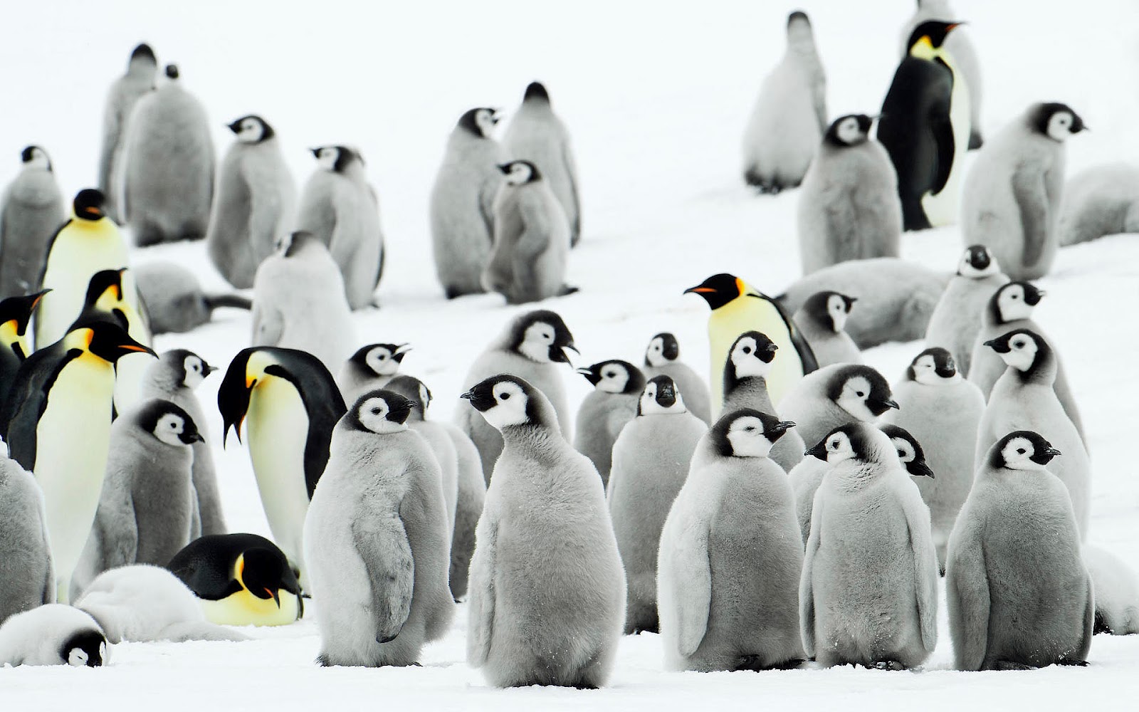 A Group Of Penguins 120