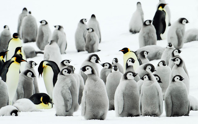 Wallpaper with a group of penguins in the snow