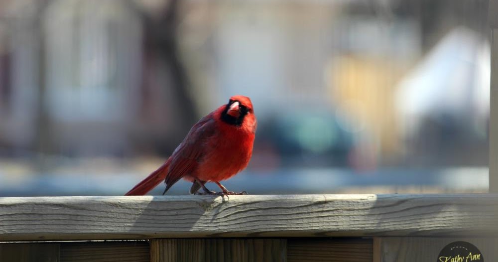 My BACKYARD BIRDS (20+ Photos)