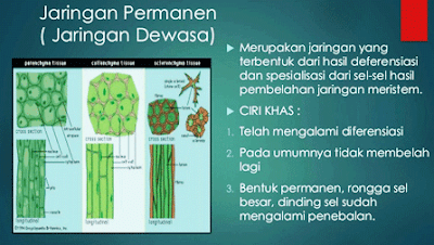 Jaringan Permanen (Jaringan Dewasa) Sel Dan Jaringan Tumbuhan Jaringan Permanen (Jaringan Dewasa) Sel Dan Jaringan Tumbuhan