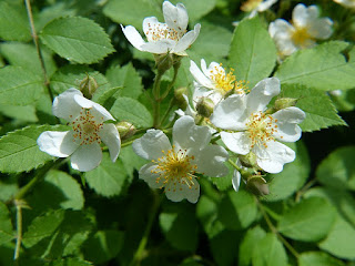 Rosier multiflore - Rosa multiflora Rosier multiflore - Rosa multiflora
