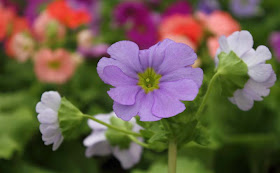 Poison Primrose