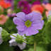 Poison Primrose