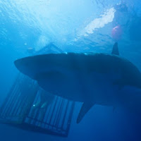 47 Meters Down - In the Deep 47 Meters Down - In the Deep
