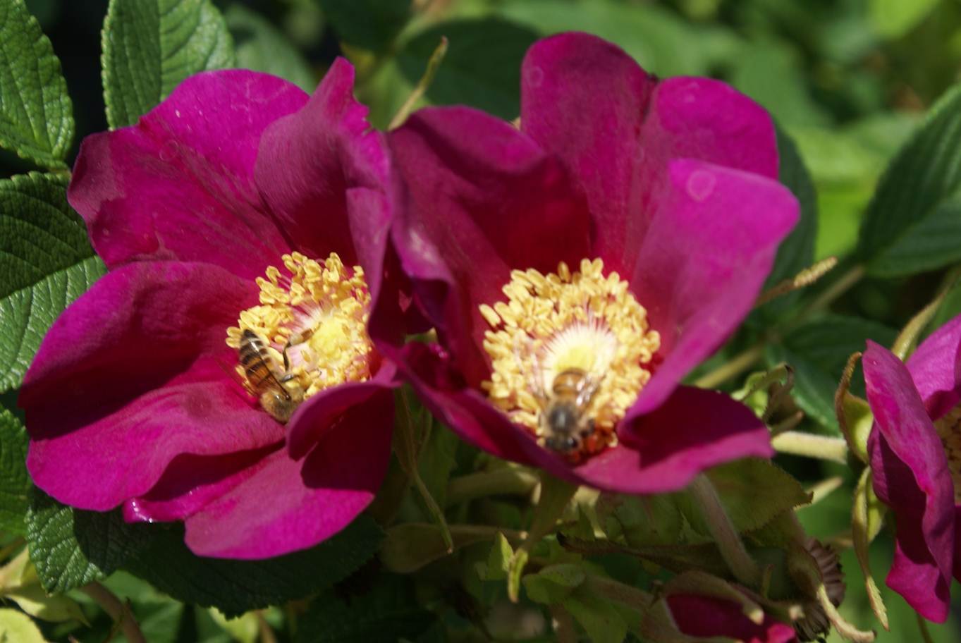 Temperate Climate Permaculture Permaculture Plants Rugosa Roses