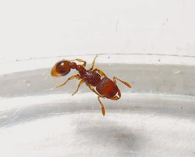 Worker of Tetramorium sp. ant