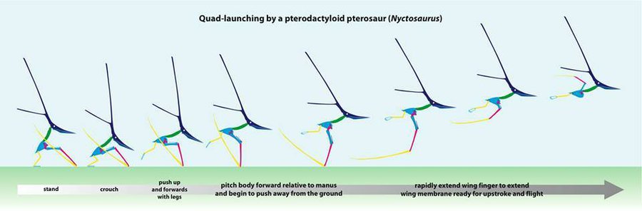 Tricky take-offs may have limited pterodactyl size - The