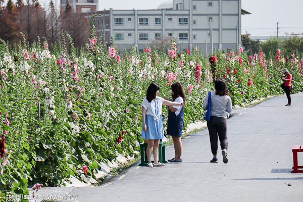 彰化員林|2019愛在員林蜀葵季|一丈紅|蜀葵市集|免費入園賞花 彰化員林|2019愛在員林蜀葵季|一丈紅|蜀葵市集|免費入園賞花