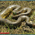 Fakta Menakjubkan Tentang Ular Anaconda