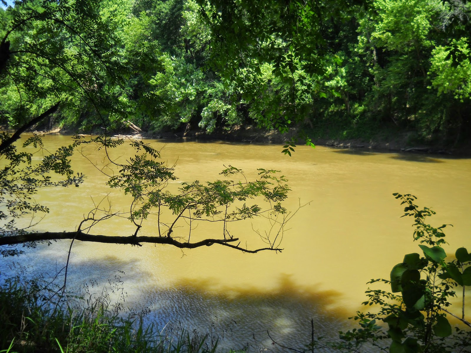 Divers and Sundry Germantown Greenway and Wolf River Nature Area