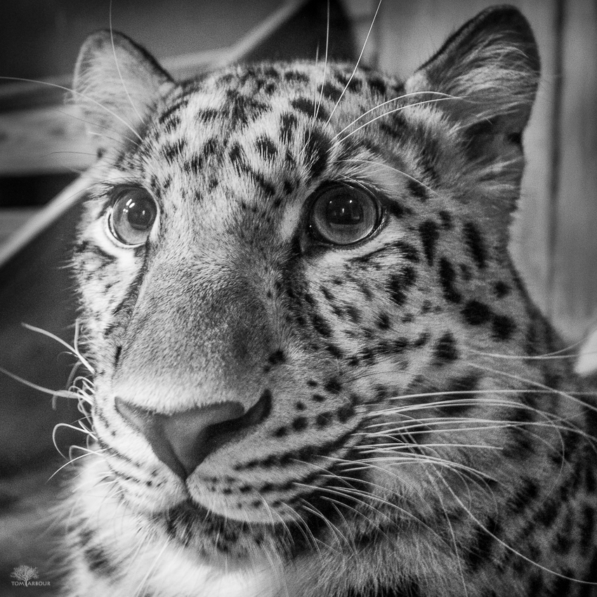 The Ohio Nature Blog: Amur Leopard - Columbus Zoo