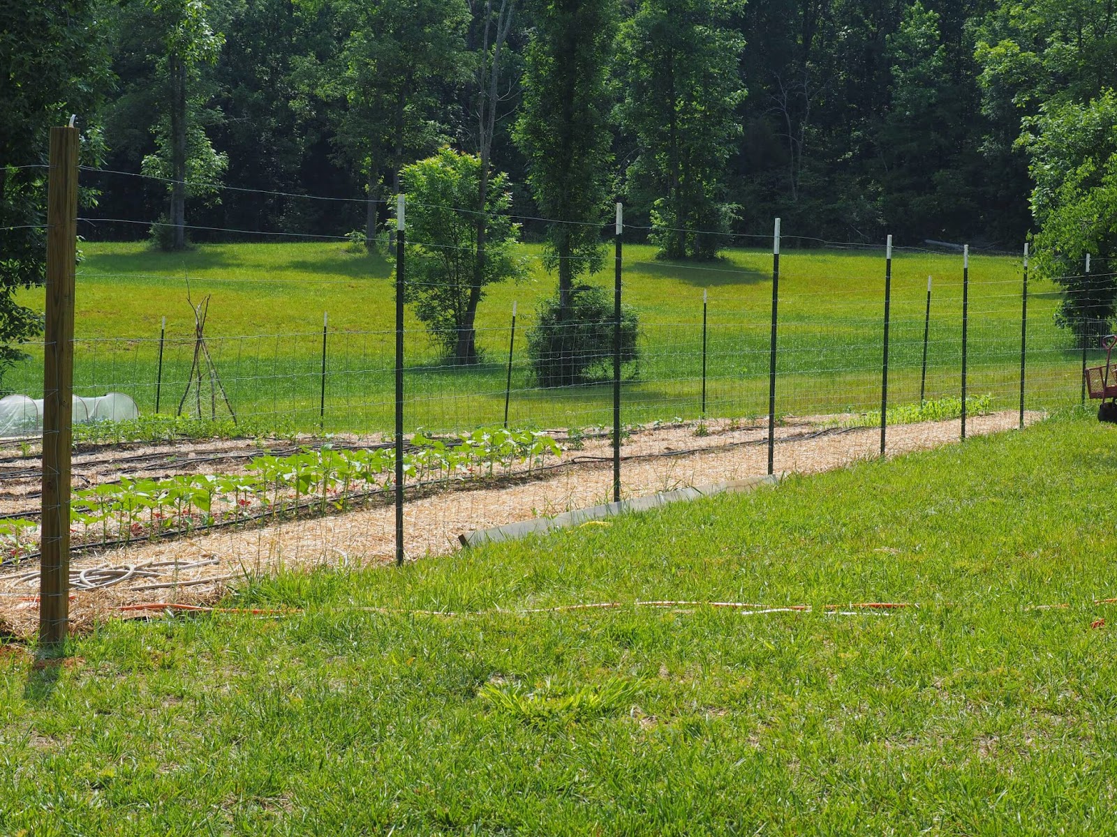 budding-and-blooming-installing-a-deer-fence