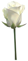 Resultado de imagen de rosa blanca fondo transparente