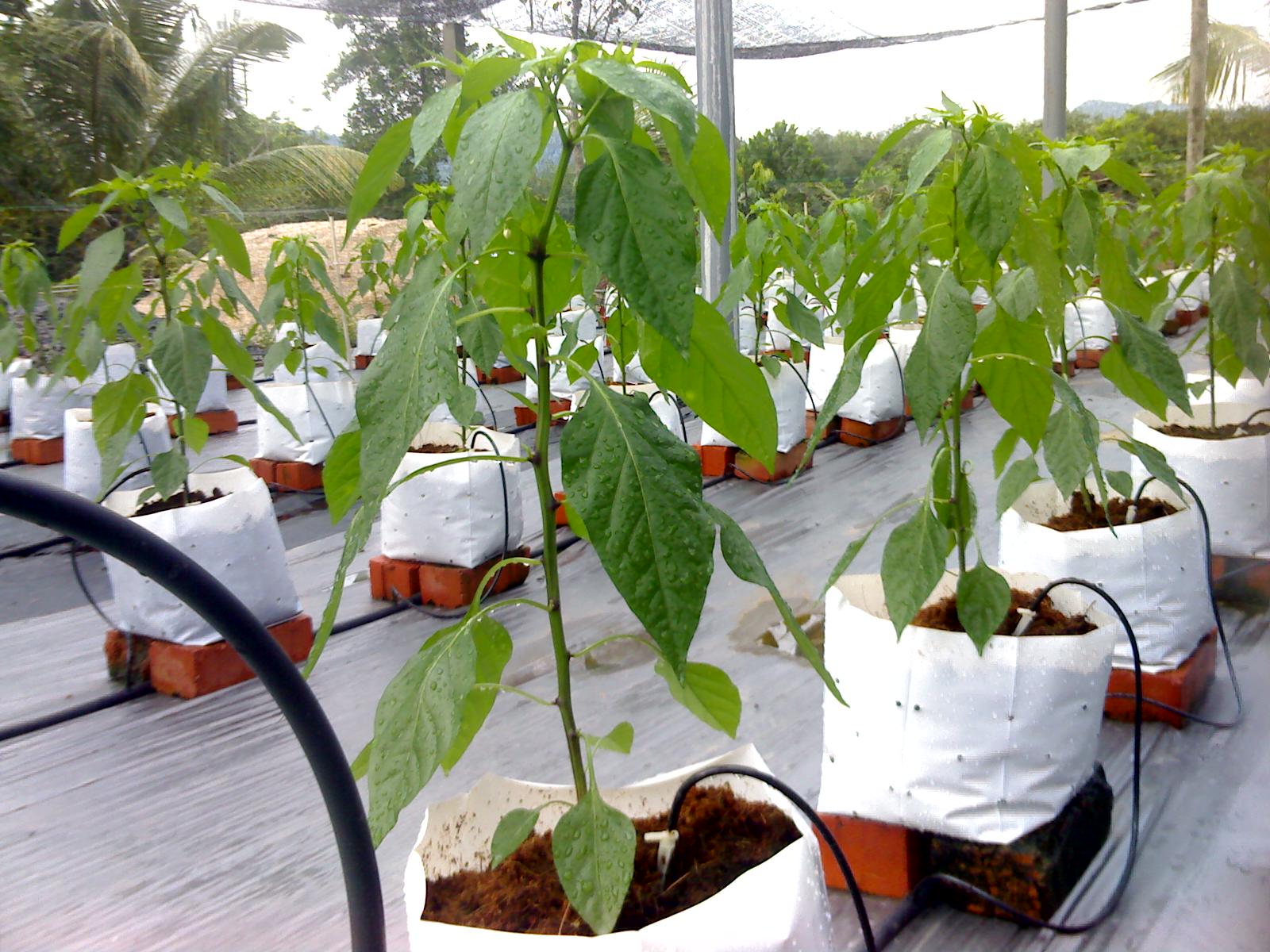 CIKGU NURAIN AMIRA: GAMBAR-GAMBAR FERTIGASI