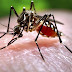 Mosquitoes Love People With THIS Blood Type!