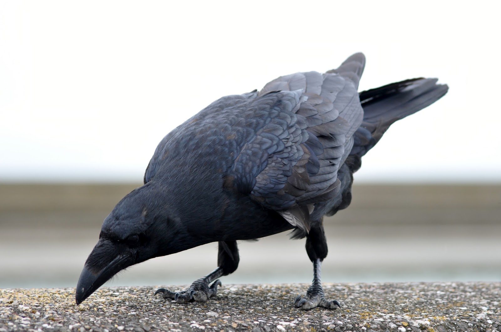 rambles with a camera Ravens