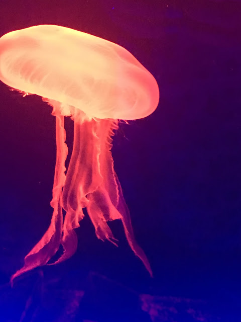 jellyfish #oceaninvaders SEA LIFE London