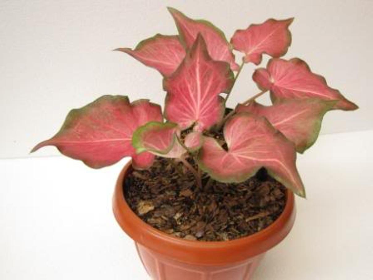 Bunga Keladi Merah. | Galeri Gambar