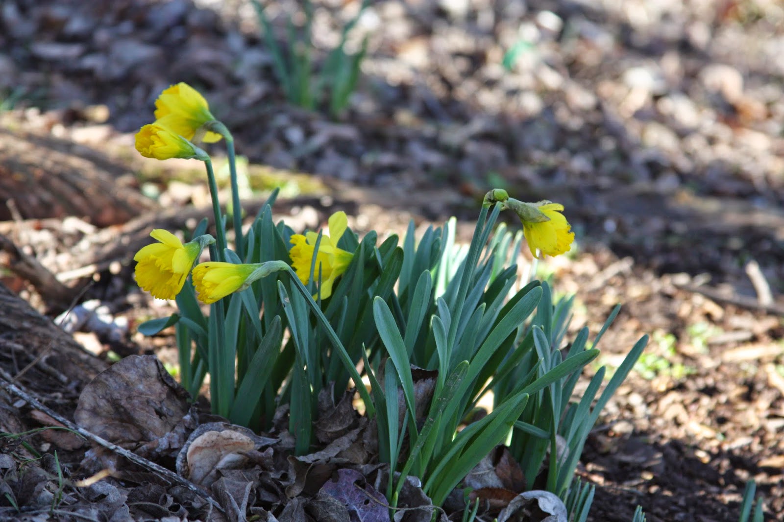 Earliest Daffodil Rijnveld's Early Sensation