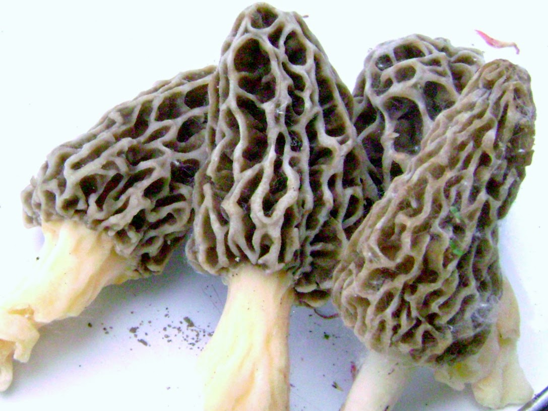 Orange is my favorite color. Morels at Afton