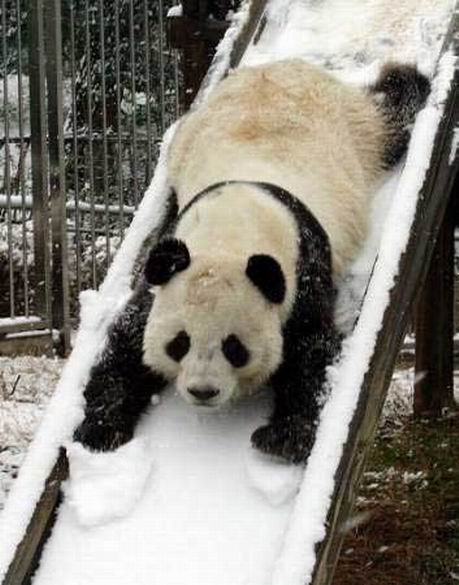 Panda going down a slide