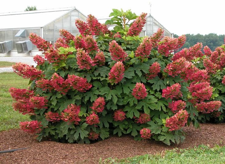 One To Grow On Hydrangea Care And Pruning A Mystery Solved