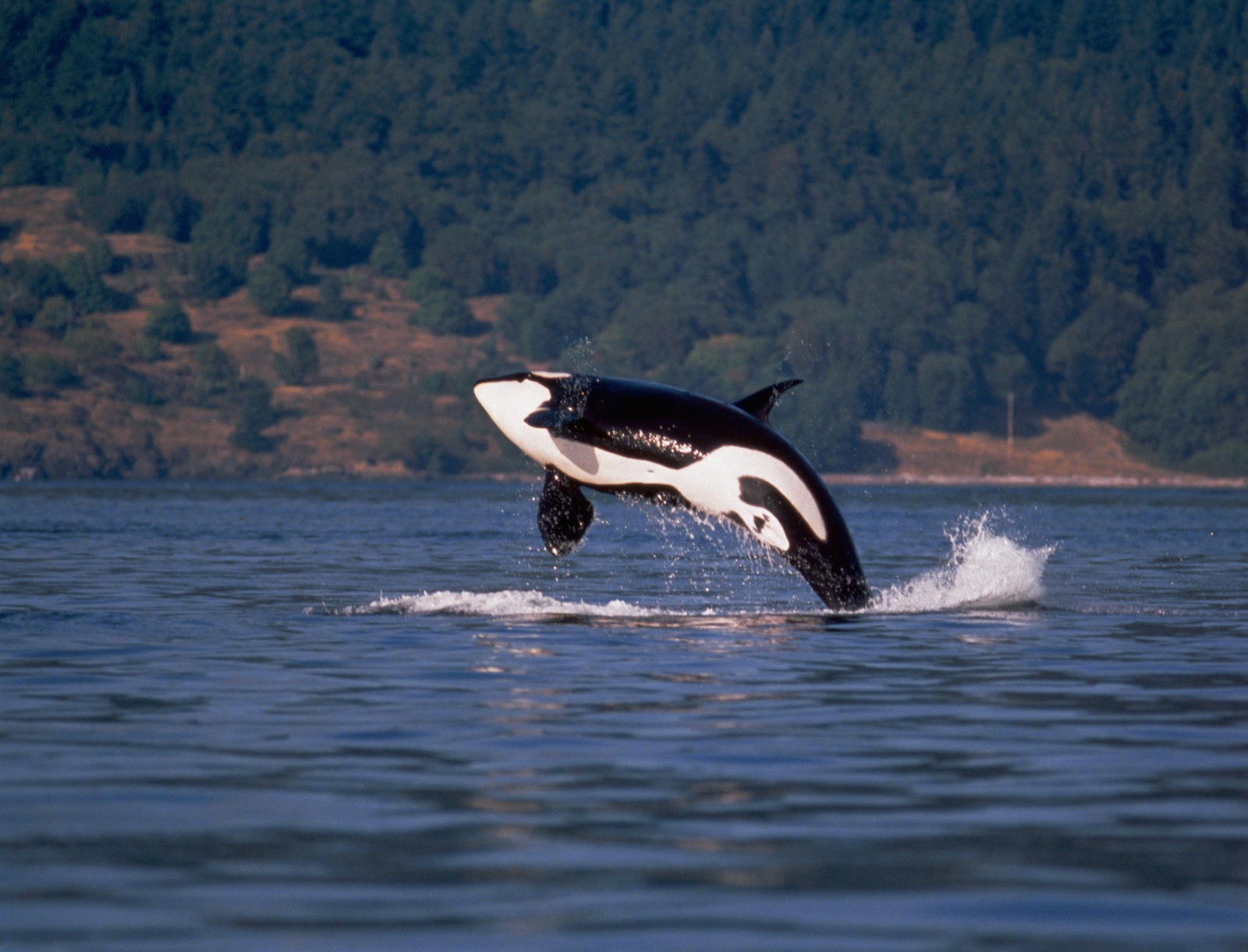 Foto Foto Hiu Ganas Dan Paus Pembunuh Wallpaper