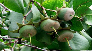 urava fruit images wallpaper