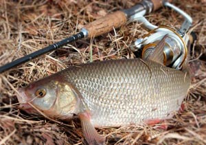 Ловля язя весной