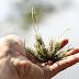 Tillandsias (plantas aéreas), como cultivar e reproduzir