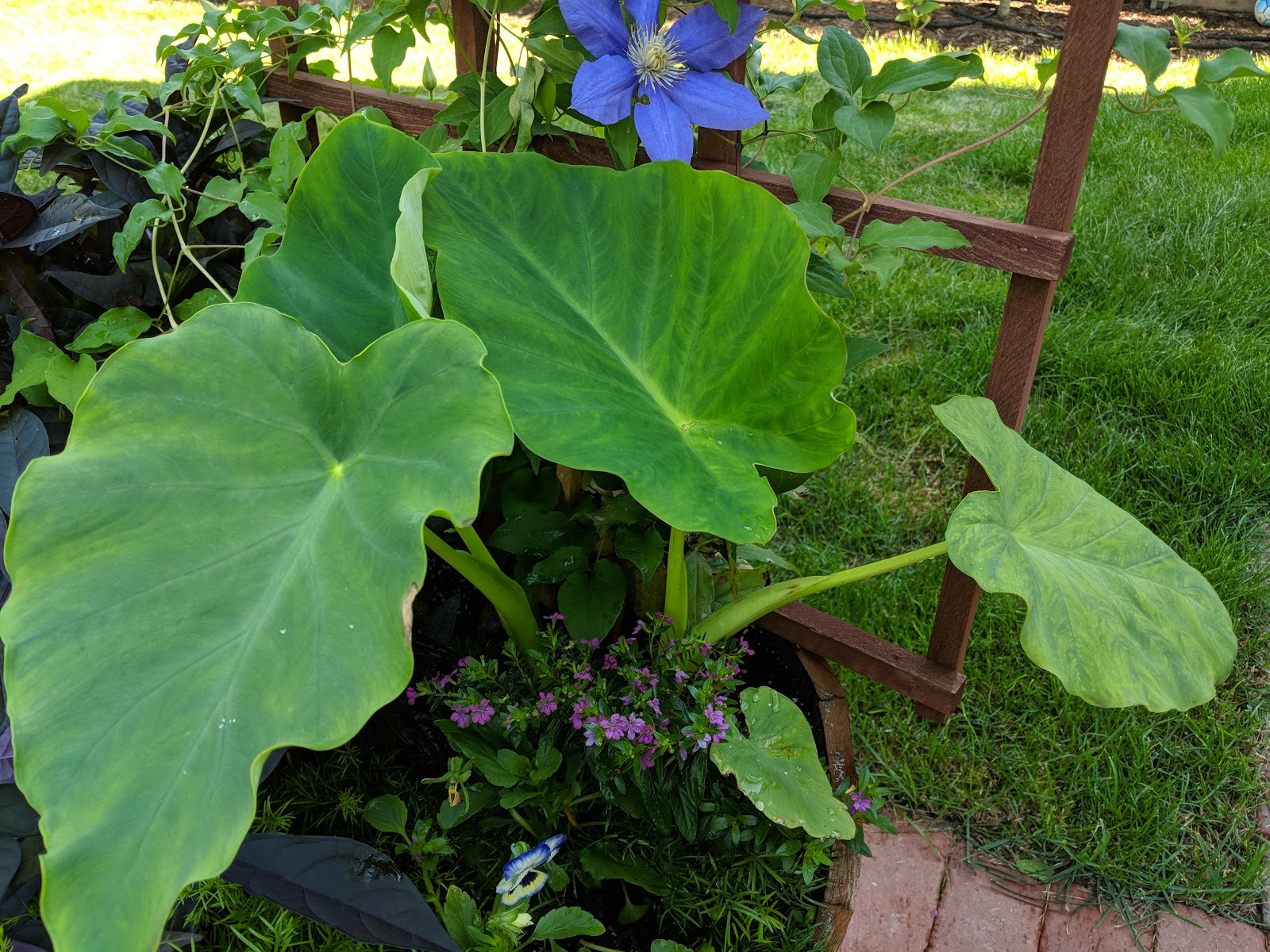 Elephant Ears In Pots Summer 2018