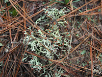 lichen bloom