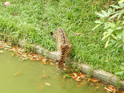 Zoológico do CIGS Zoológico do CIGS