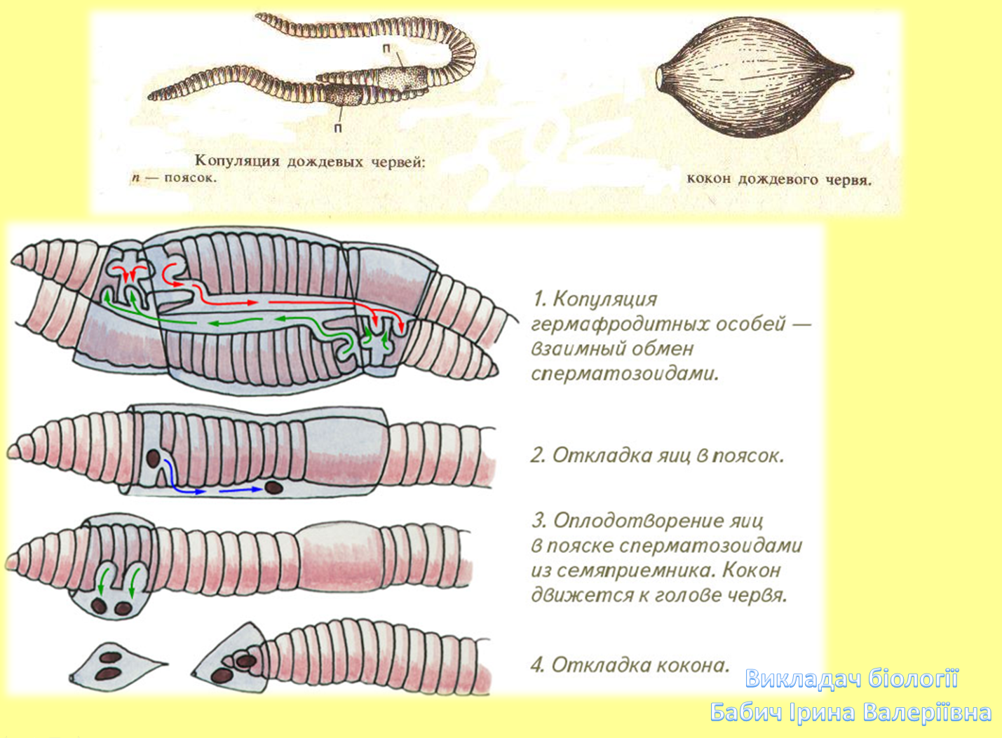 Кокон червя. Параподии у малощетинковых червей. Откладывание кокона кольчатых червей. Половая система дождевого червя. Схема размножения кольчатых червей.