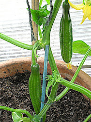 cucumbers plant greenhouse growing problems grow mini type sneaky peek soil inside woman sow dig pray indoors prefer telegraph them