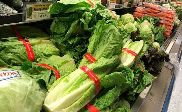 ALERTAS: Estados unidos emite alerta por consumo de lechuga romana. ALERTAS: Estados unidos emite alerta por consumo de lechuga romana.