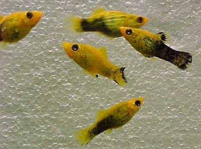 Pez platy Pez platy