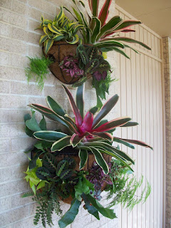 aechmea en macetas aechmea en macetas