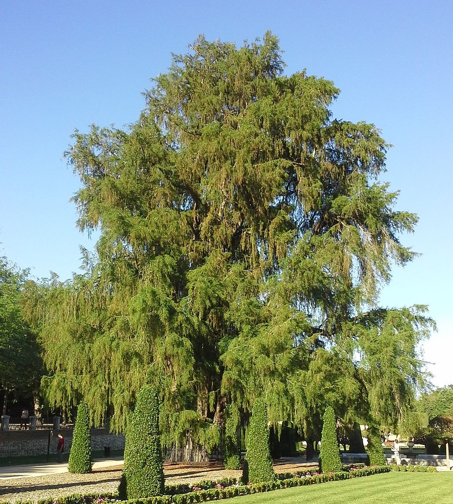 Trees Taxodium mucronatum Montezuma Bald Cypress
