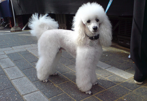 Dog Wallpapers Album: Poodle Dog Breed Pictures