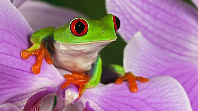 frog on purple flower hd wallpaper