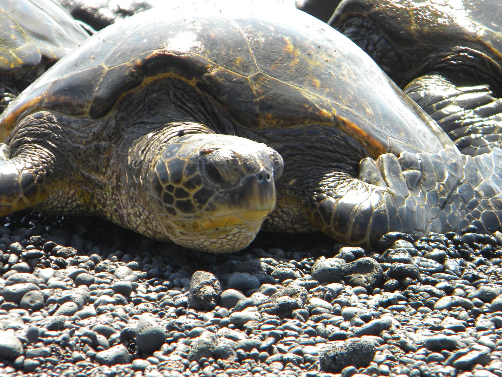 All Hawaii News Green sea turtle moves closer to dinner plate, fire