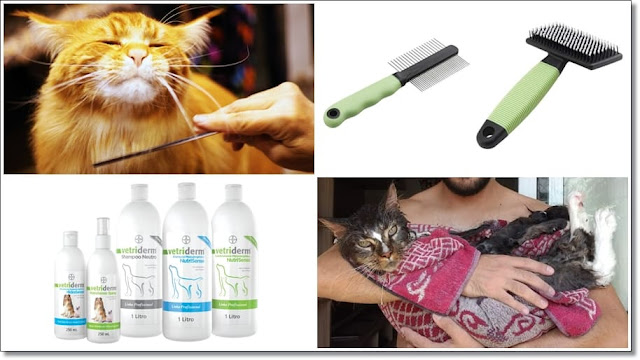 Higiene, escovação e produtos para gatos Maine Coon - Logan e sua cara de felicidade após o banho